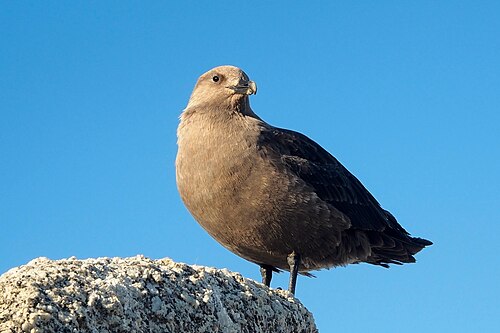 South Polar skua